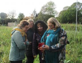 Permaculture observations in the suburbs